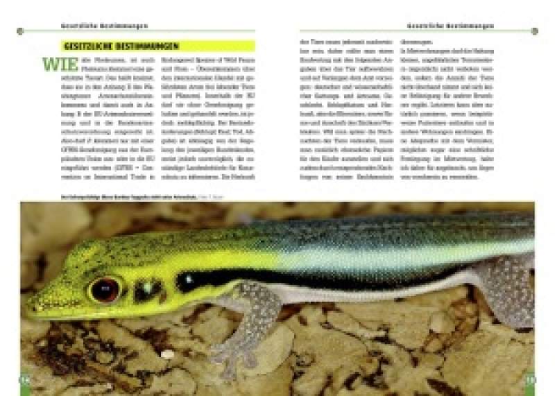 Preview: Der Blaue Bambus-Taggecko